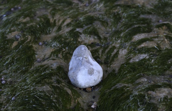 Algae, pebbles, pebbles, beach, Yport, Alabaster Coast, La Côte d'Albâtre, Normandy,