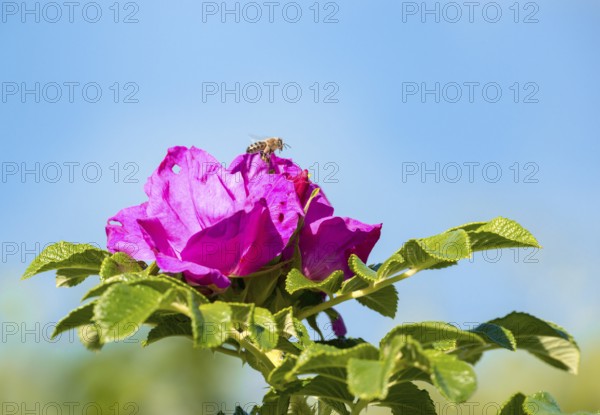 Western honey bee (Apis mellifera), also European honey bee, landing on pink blossom of a potato