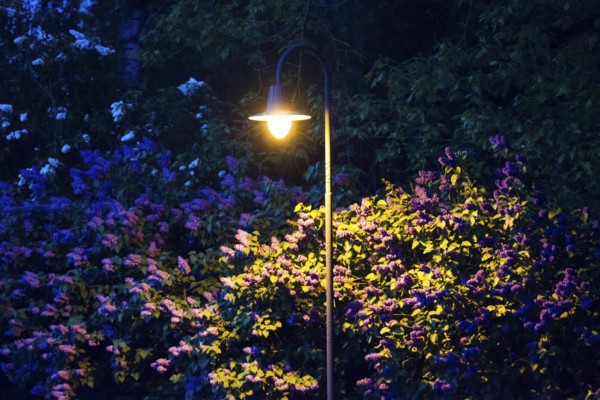 Street lamp illuminates flowering lilac bushes (Syringa vulgaris), garden lilac, lilac, purple,
