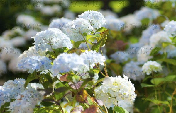 White garden hydrangea (Hydrangea macrophylla), also known as garden hydrangea, flowering