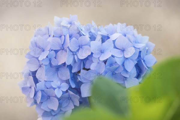 Delicate light blue flowering hydrangea in close-up with blurred, light background, green leaves,