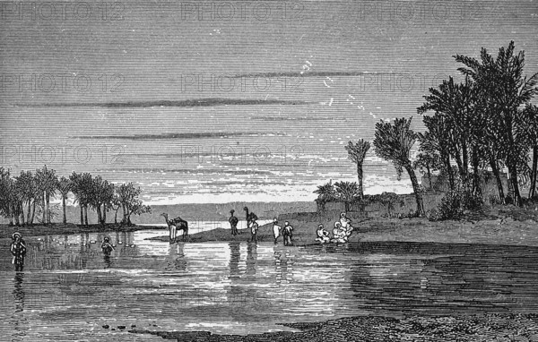 Landscape near Saint Louis in the border region of Senegal and Gambia, Senegal River, palm trees,