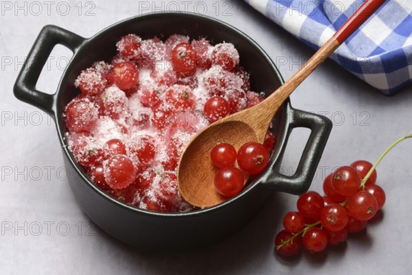 Redcurrants with sugar in pots, Ribes rubrum