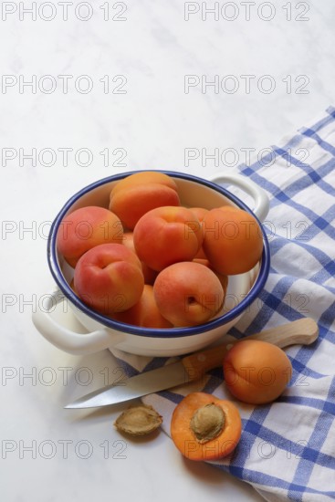 Apricot, apricots in shell, Prunus armeniaca