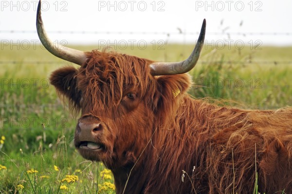 Scottish Highland cow with long horns and shaggy brown fur in a meadow, Orkney Islands, Scotland,