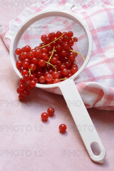 Redcurrants in kitchen sieve, Ribes rubrum