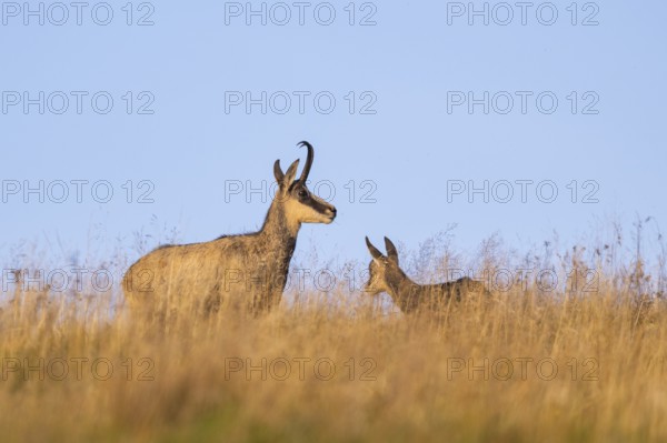 Chamois (Rupicapra rupicapra) mother with her youngster on a meadow in the Vosges Mountains,