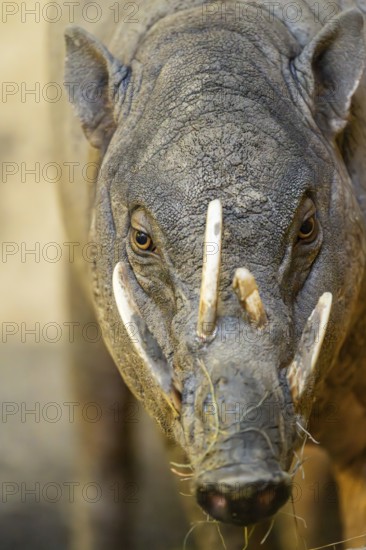 Deer-pigs (Ibabi rusa), portrait, captive, Bavaria, Germany