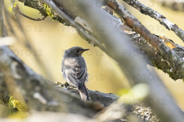 Black redstart (Phoenicurus ochruros) youngster sitting in the branches of a bush in the Vosges