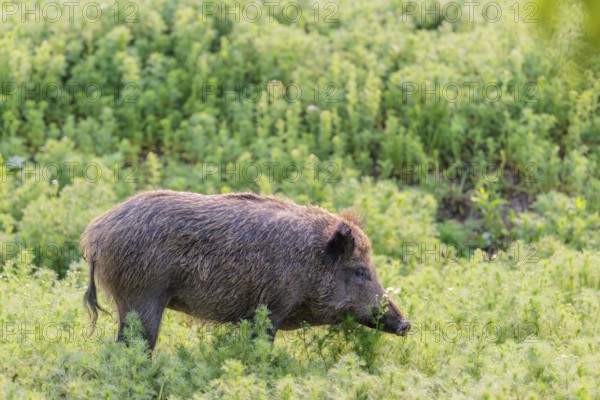 A wild boar (Sus scrofa) runs across a field of wild chamomile (Matricaria chamomilla). Bavaria,