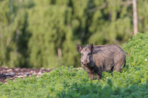 A wild boar (Sus scrofa) stands in a field of wild chamomile (Matricaria chamomilla). Bavaria,