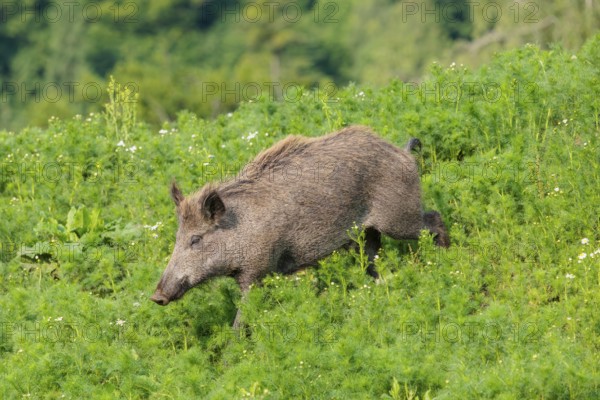 A wild boar piglet (Sus scrofa) runs across a field of wild chamomile (Matricaria chamomilla).