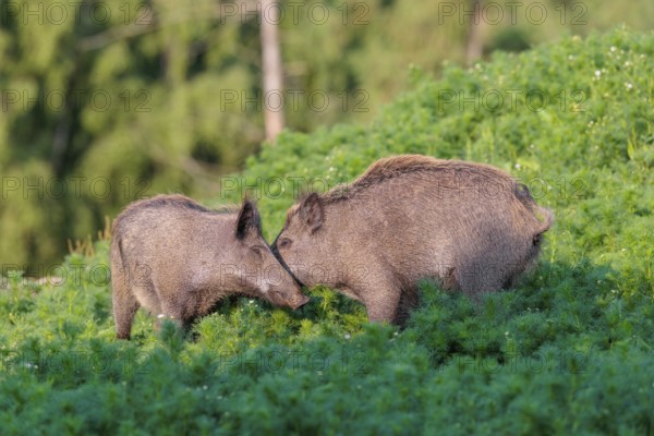 Two young wild boar (Sus scrofa) stand in a field of wild chamomile (Matricaria chamomilla),