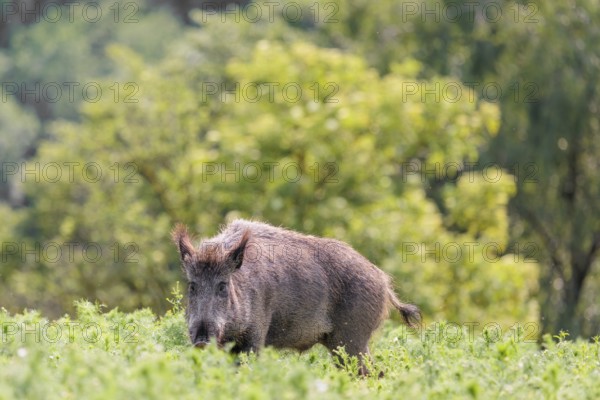 A wild boar (Sus scrofa) stands in a field of wild chamomile (Matricaria chamomilla). Bavaria,