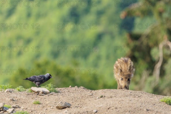 A wild boar piglet (Sus scrofa) is standing in a dry clearing looking for food. A jackdaw (Coloeus