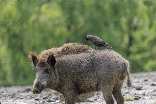 A jackdaw (Coloeus monedula) sits on the back of a wild boar (Sus scrofa). Bavaria, Germany