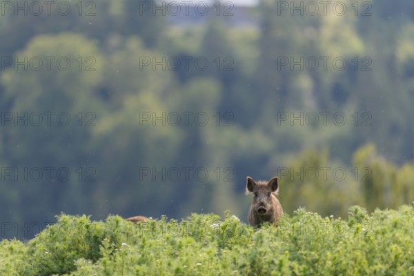 A young wild boar (Sus scrofa) stands in a field of wild chamomile (Matricaria chamomilla).