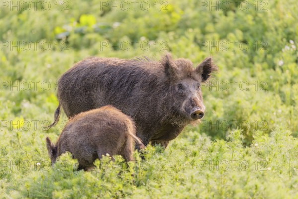 An adult wild boar and a piglet (Sus scrofa) stand in a field of wild chamomile (Matricaria