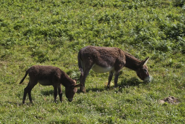 Donkey, domestic donkey (Equus asinus asinus) with foal, on pasture, Étretat, Normandy,