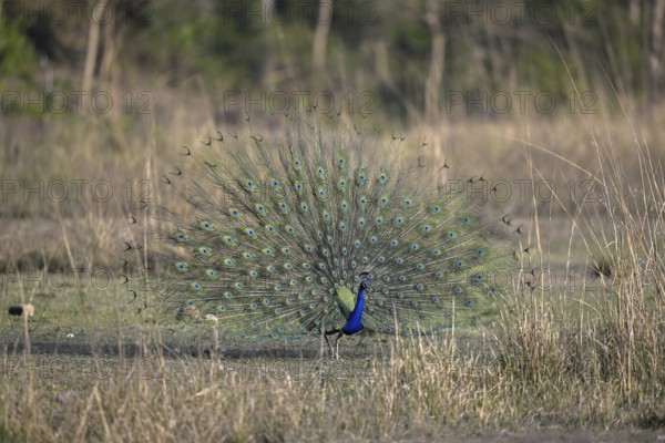Indian peacock (Pavo scalloped ribbonfish), Corbett National Park, near Ramnagar, Uttarakhand