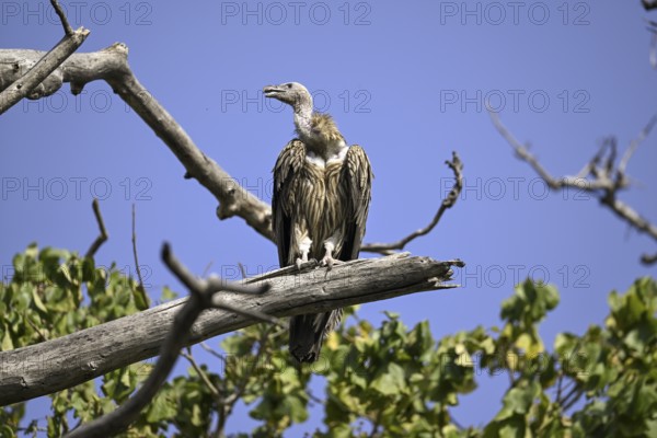 Snow Vulture or Himalayan Vulture (Gyps himalayensis), Corbett National Park, near Ramnagar,