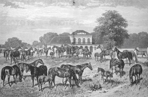 The English thoroughbred stud of Count Tassilo Festetics de Tolna near Keszthely on Lake Balaton,