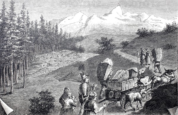 Alpine farmers on their way to the mountain pasture with cow team and tools, Alps, Tyrol, around