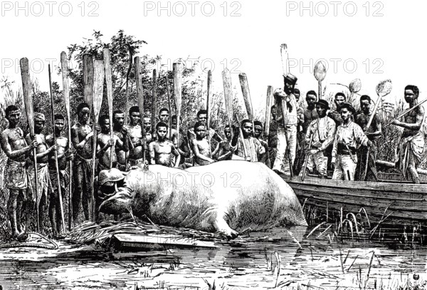 The native tribe has killed a hippopotamus, Hippopotamus amphibius, around 1880, Congo, Africa,