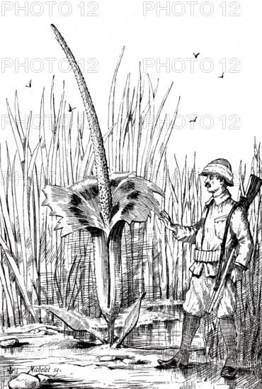 Flowering titanium root, Amorphophallus titanum, on Sumatra, next to a hunter, around 1880,