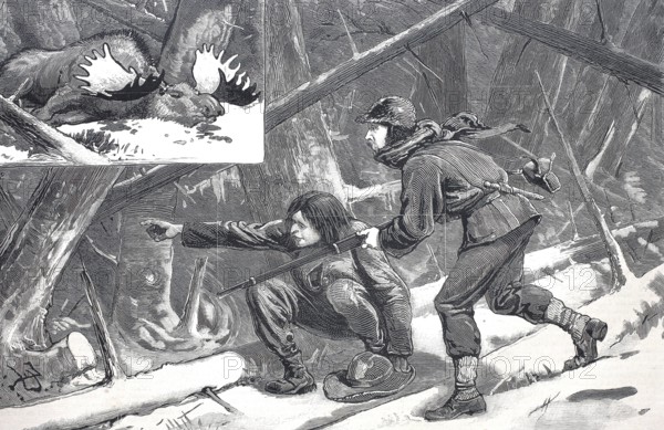 Moose hunt in Nova Scotia, Hunter with rifle and shot moose, 1880, Canada, Historical, digitally