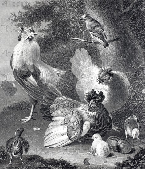 A chicken family, chicken yard, rooster and hen with chicks, steel engraving after a painting by