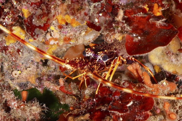 A European spiny crayfish (Palinurus elephas) hides between red and orange algae in the