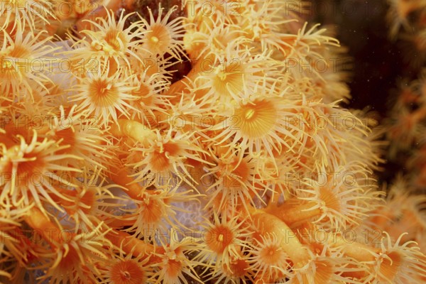 Close-up of Yellow cluster anemone (Parazoanthus axinellae) in the Mediterranean Sea near Hyères,