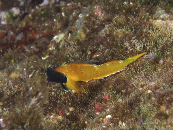 Black-faced blenny (Tripterygion delaisi), among algae on the seabed in the Mediterranean Sea near