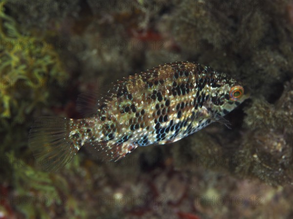 Fish with camouflaged scale pattern, Five-spotted wrasse (Symphodus roissali), swimming above the