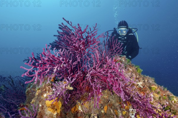 Diver underwater exploring Violescent sea-whip (Paramuricea clavata) on a rock in the Mediterranean