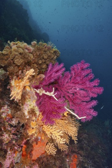 Violescent sea-whip (Paramuricea clavata) and yellow gorgonian (Eunicella cavolinii) in bright