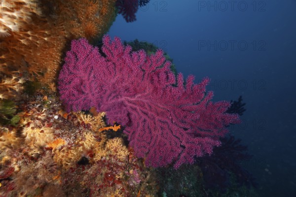 Bright pink Violescent sea-whip (Paramuricea clavata) on an underwater rock in the Mediterranean