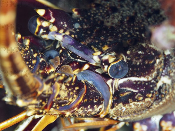 Close-up of a European spiny crayfish (Palinurus elephas) with detailed view of the head in the