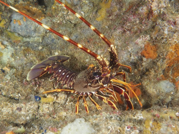 European spiny crayfish (Palinurus elephas) on a reef in the Mediterranean Sea near Hyères, dive