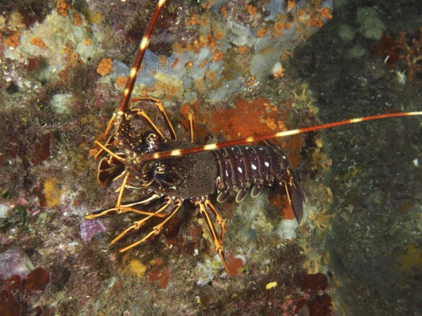A European spiny crayfish (Palinurus elephas) on a colourful reef in the Mediterranean Sea near