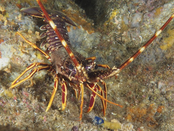 European spiny crayfish (Palinurus elephas) moving in a rocky underwater landscape in the