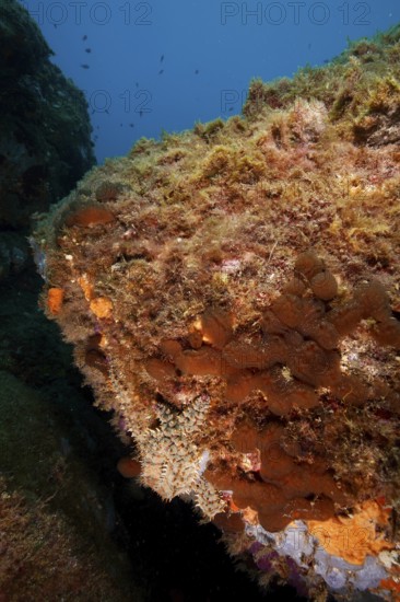 A large underwater rock formation with algae and clear water, hiding a well camouflaged ice star