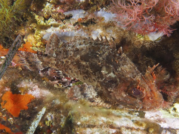 Well camouflaged Black scorpionfish (Scorpaena porcus) in a colourful underwater environment in the