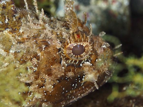 Portrait of Black scorpionfish (Scorpaena porcus) in the Mediterranean Sea near Hyères, dive site