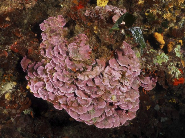 Spreading stone leaf (Mesophyllum expansum) on a rocky seabed in a natural underwater environment