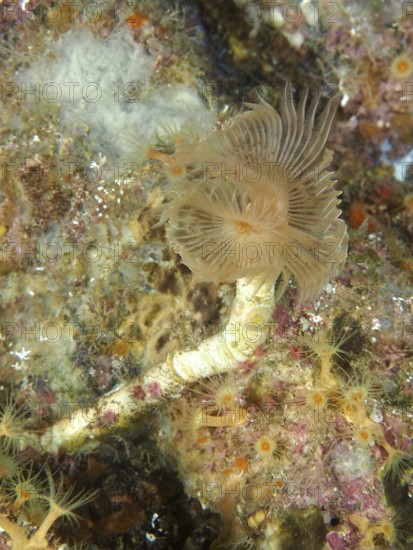 A sinuous, fan-shaped marine creature with fine details, Protula tubularia (Protula tubularia),