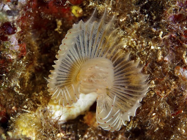 Fine structure of a fan-shaped marine creature with filigree details, Feather duster worm (Protula