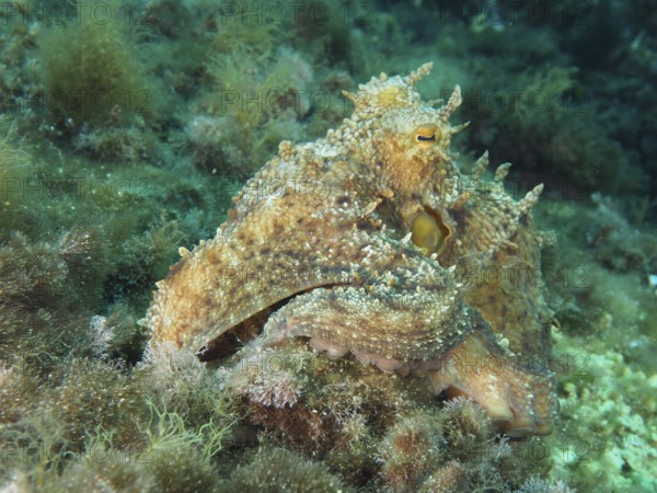 Octopus, Common Octopus (Octopus vulgaris) between algae on the seabed in the Mediterranean Sea