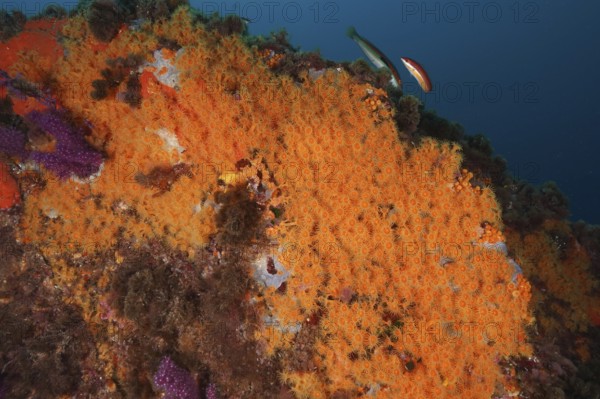 Fish swimming over a seabed covered with Yellow cluster anemone (Parazoanthus axinellae) in the